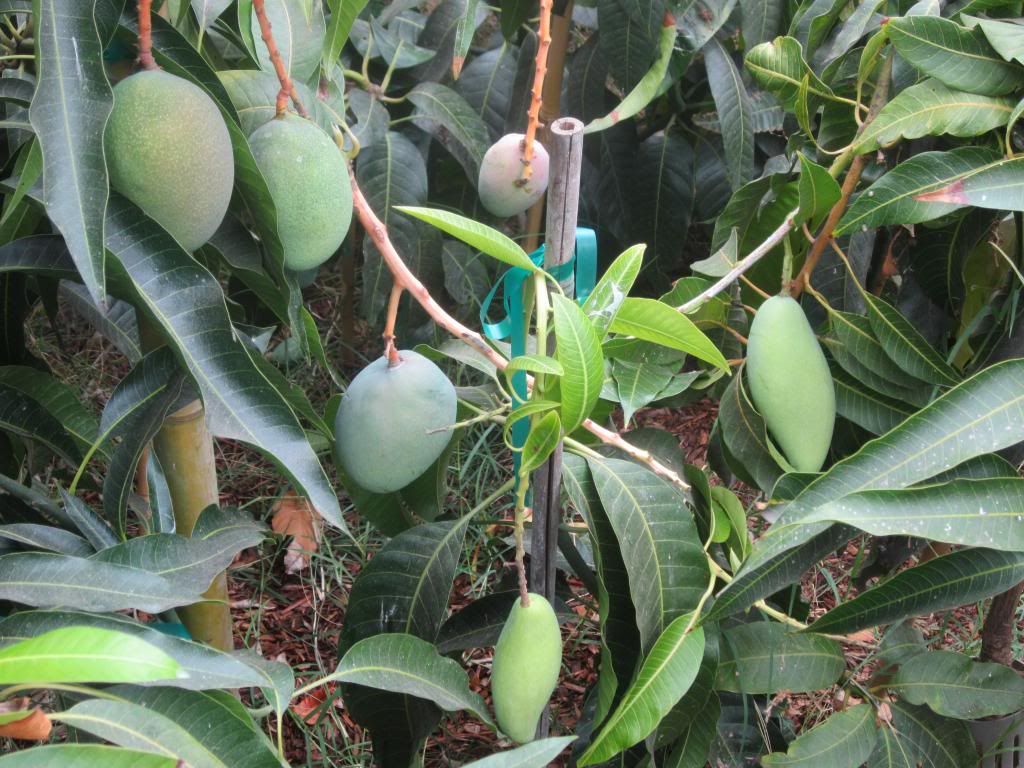 SoCal Mangos season